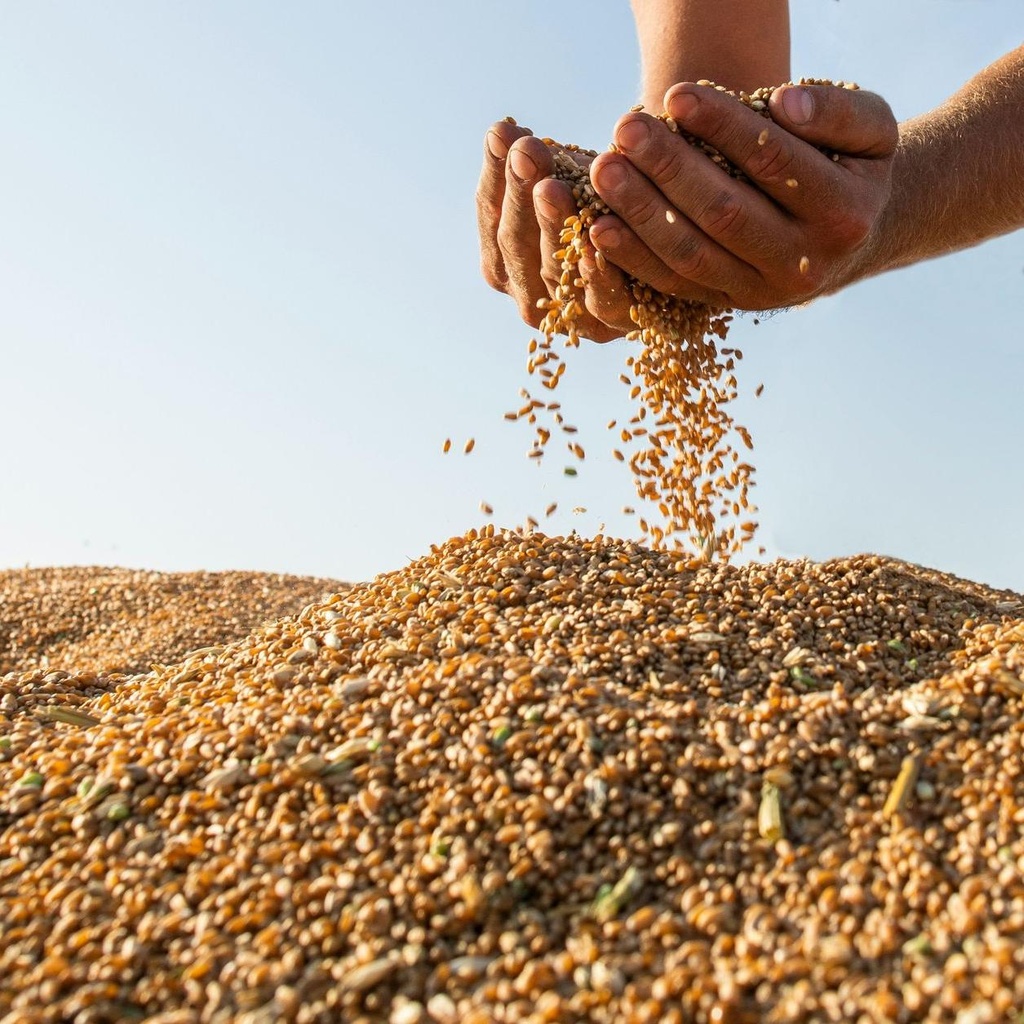 Mennoniten  Weizenkörner / Naturale / 30Kg