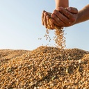 Mennoniten  Weizenkörner / Naturale / 30Kg