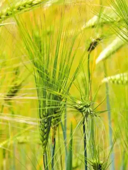 Nacktgerste Bioland / Bio / 500g