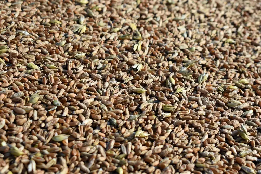 Roggen-Körner / organic / 40Kg