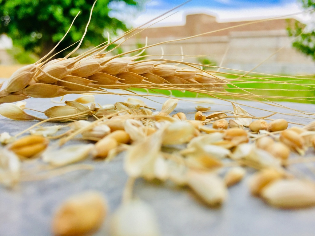 Jesuit Wheat Grains / Organic / 45Kg