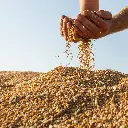 Mennoniten  Weizenkörner / Naturale / 1Kg