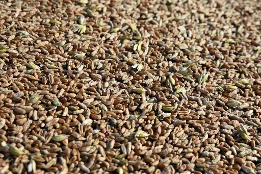 [PM.5202.B45] Rye grains / organic / 45Kg