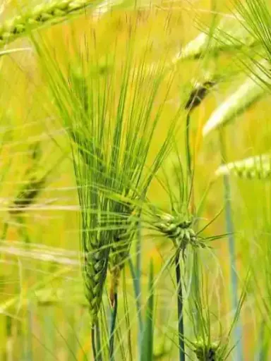 [PV.1118.RP5] Naked barley Bioland / Organic / 5Kg